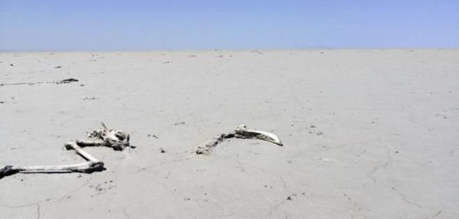 Konya'da Seluk niversitesi Fen Fakltesi Biyoloji Blm retim yesi Prof. Dr. Atilla Arslan, beslenme yetersizlii ve su azl nedeniyle gerekleen flamingo lmleri nedeniyle, flamingolarn Tuz Gl?ne gelmekten vazgeebileceini syledi.