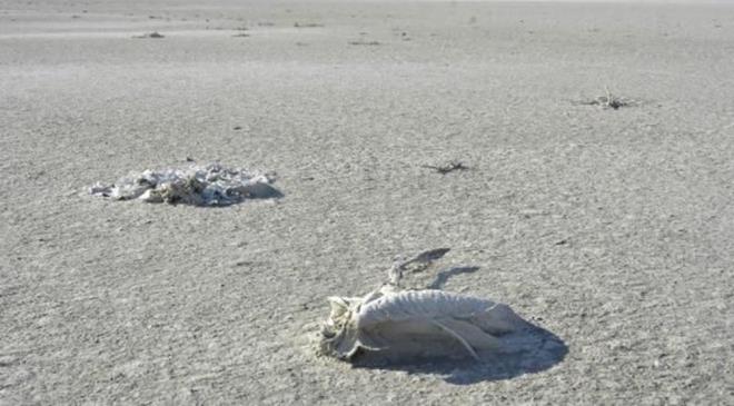 "SU GR OLMAZSA BESN KAYNAKLARI TKENR"    Tuz Gl?ne su girilerinin kesilmesiyle besin kaynaklarnn reyemeyeceini belirten Arslan, ''Besin kaynaklarnn olmamasnn ana faktrlerinden biri de yeteri kadar blgeye tatl su giriinin olmamas" dedi.    Arslan, konumasnn devamnda unlar kaydetti:    "Byk ihtimalle oradaki iftiler, kendi topraklarn sulayabilmeleri iin yeterince ya olmaynca da blgeyi besleyen akarsularn nn keserek, vahi sulama ynnde yaptklar hareketten dolay flamingolarn besin kaynan oluturan blgeye yeteri kadar tatl su girii olmamas. Flamingolarn ana besin kayna eklem bacakllar, artemia salina gibi kk organizmalarn yeteri kadar oalmasn engellemi."