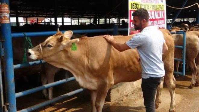 "SESLER DUYAN KAVGA EDYORUZ SANDI"  Olay anlatan zgr Kahraman, ?3 gn sren bir pazarln sonucunda istedii paraya danayla beraber kolumu da ald. Kolumda atlak var. Alya alnacakt ama bilerek aldrmadm. Hayvanlar yklemekte sknt oluyor diye. Ankara?ya dnnce detayl baktracam" dedi.