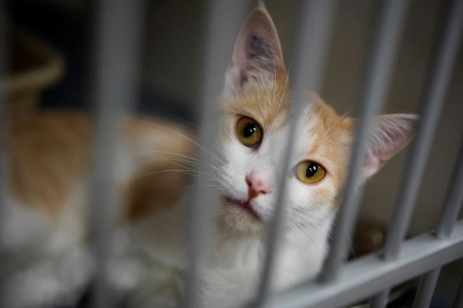 Veteriner hekim Liz Ruelle, ?Harika bir fikir. Biz srekli kedilerle altmzdan ufak iaretleri fark etmek konusunda daha ustayz. Yapay zeka kedilerin ar ekip ekmediini anlamak konusunda iyi bir karyor? dedi.