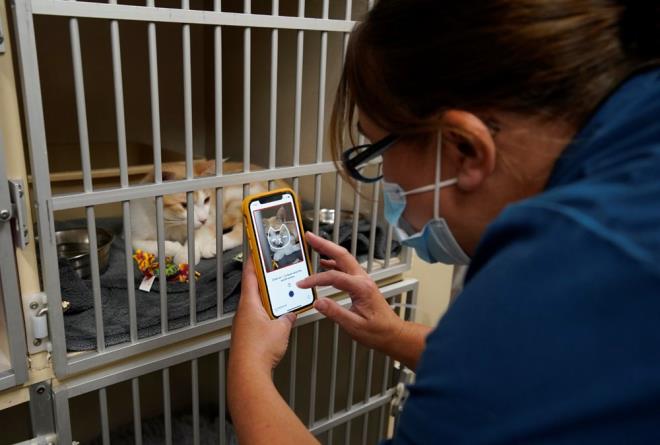 YZ TANIMA TEKNOLOJS LE YAPAY ZEKA BRLETRLD    Uygulamann gelitiricilerinden Miche Priest, Reuters?a verdii demete, ?Yz tanma teknolojisi ile yapay zekay birletirdik. Kediniz hasta olduunda yapay zeka kolayca tespit edebiliyor. Tabi bazen kediler sadece size kzgn da olabiliyor. Aradaki fark anlayabilmek iin kedilerin dzenli olarak fotorafn ekmek yeterli? diye konutu.