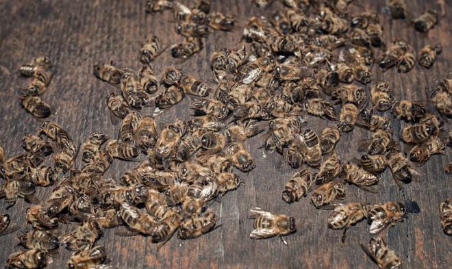 almada ar lmlerinin tahmin edilenin iki kat olduu tespit edildi. Yeni alma daha nce yaplm 90 akademik aratrmann sonularn inceledi.