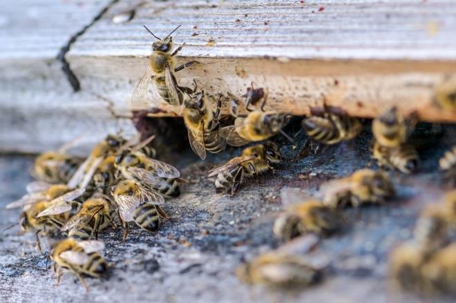 Verimlilik odakl modern tarmda kullanlan kimyasal ykl tarm ilalar doann dengesini bozuyor.
