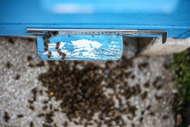 Arlar da bu bozulmadan payn alyor. Birok aratrma pestisitlerin ar poplasyonunu negatif olarak etkilediini ortaya koymutu.