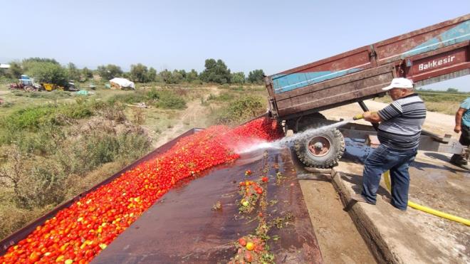 "FYATLAR MALYETN OK ALTINDA"    Bu yl domates hasadnn sancl baladn belirten Mustafakemalpaa ilesinin Yavelli kynden Ersin Demir, "Bu yl hasat balad, ama fiyatlar hi i ac deil. Bu fiyatlar maliyetinin ok altnda. u n fabrikaya gnderdiimiz salalk domates maalesef 50 kurua alnyor" dedi.