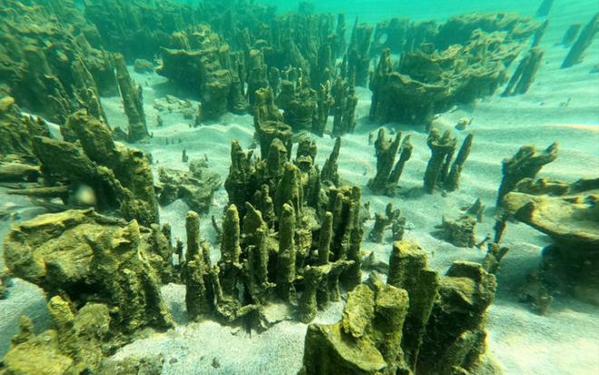 Adilcevaz Kltr Sanat ve Turizm Dernei Bakan ve dalg Cumali Birol ile Adilcevaz'da dal yapan belgesel yapmcs Ali Ethem Keskin, Van Gl'nde tespit edilen mikrobiyalitleri grntledi. Van Gl'nn derinliklerinde yrtlen almalara katk sunan Van Yznc Yl niversitesi Su rnleri Fakltesi Dr. retim yesi Mustafa Akku, gazetecilere, Van Gl'nn 3 bin 712 kilometrekarelik yzlmyle Marmara Denizi'nin 3'te biri byklnde bir ekosisteme sahip olduunu syledi.