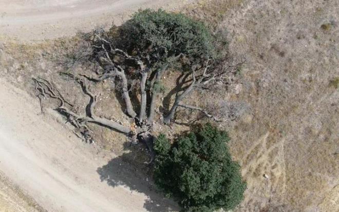 Kocasinan ilesine bal Mollahac Mahallesi?nde bulunan, 1700?l yllarda dikildii sylenen ve 7 tane olmasndan dolay halk arasnda ?7 karde? olarak bilinen aalardan 6?s zamana yenik dt.