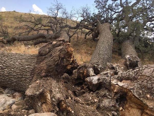 "Bu aatan bir para alp yakarsan..."<br>  Gerek, ?Ben ocukluumdan beri duyarm. Bu aalardan bir para alp yakarsan ?korkuturlar? gibi sylemler byklerimiz tarafndan dile getirilmiti. Gnmz artlarnda da bu gndemdedir." dedi.