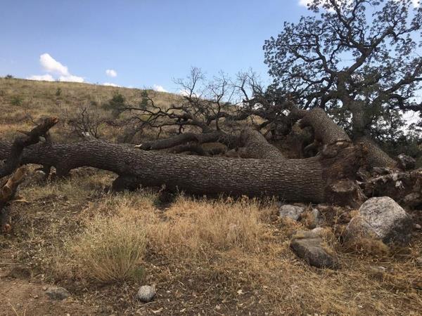 "Neden byledir bilinmez"<br>  Gerek son olarak, "u anda aalar devrilmesine ramen halkmz tarafndan aalar gtrlp yaklmaz. Bu aalarn byle bir hikayesi var ama neden byledir bu bilinmez? szlerini syledi.