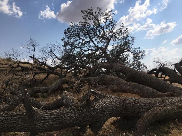 Mahalle sakinleri ise halk arasnda yaylan sylemden dolay aalar bulunduu yerden kaldrmad.