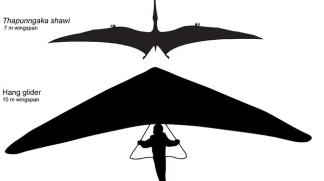 FOSL BR BELEDYE S TARAFINDAN LE YEMENDEYKEN KEFEDLD    Dier taraftan, teruzor fosiline bilimsel olarak Thapunngaka shawi ad verildi. Kelime grubu, Avustralyal yerli bir halk olan Wanamara ulusunun ?mzrak? ve ?az? kelimelerinin ile fosili kefeden kiinin soyadnn birleiminden oluuyor.     Kalntlar Haziran 2011'de, kuzeybat Queensland'deki Richmond yaknlarndaki Wanamara blgesinde le yemei srasnda bir belediye alan olan Len Shaw tarafndan fark edildi. Shaw, kalntlar bulduktan  hemen yerel bir mze olan Kronosaurus Korner ile temasa geti.