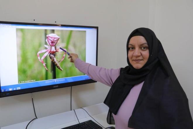 Keli yenge rmceinin sinekleri ve arlar avlayarak beslendiini dile getiren Pekbey, unlar kaydetti:    "Dolaysyla bunlar biyolojik adan nemli. Ancak daha ok kurak yerlerde bulunan bir tr. Git gide scakln ve kurakln artmas bu tr rmcek trlerinin ve rmcek istilalarnn daha fazla younlamasna neden oluyor hem lkemizde hem de dnyada. Dolaysyla bu tarz rmceklerle ve baka bceklerle daha sklkla karlamaktayz."