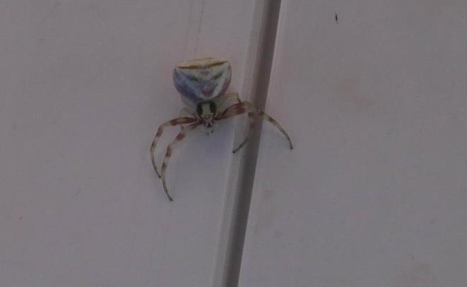 rdeki, gazetecilere, rmcei evinin kapsnda grdn ve ok ardn belirtti.      rmcei yakndan incelediini ve cep telefonuyla kaydettiini anlatan rdeki, "Gerekten de birebir insan yzl bir rmcek olduuna kanaat getirdim. Gerekten enteresan bir ey, bu benim de ok ilgimi ekti. ncelenmesi iin Bozok niversitesi Veteriner Fakltesine vermek istedim, yetkililerle grtkten sonra da Ziraat Fakltesine teslim ettim." dedi.