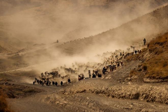 Yaz aylarnda hayvanlarn otlatmak iin yksek kesimlere kan yaylaclar, her gn binlerce koyunu st sam iin srler halinde kyne getiriyor.