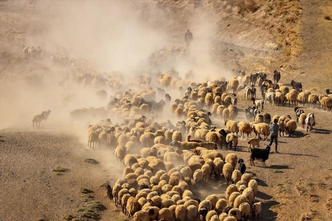 Yaylaclar, her gn onlarca koyunun sam iin gn batmnda esiz yolculuk yapyor.