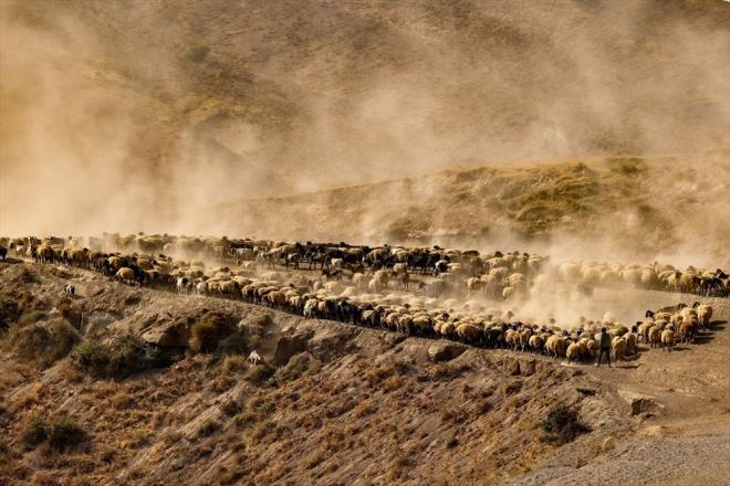 Bitlis'in Tatvan ilesinde hayvanclk yapan kyller, kkba hayvanlarn otlatmak iin birlikte kilometrelerce yol kat etmek zorunda kalyor.