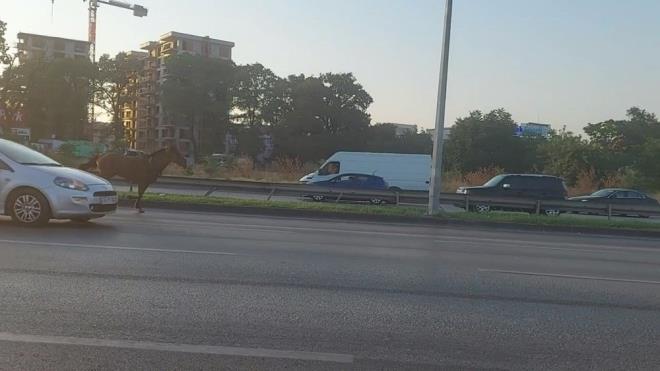 Sahipsiz babo at uzun sre trafii birbiirne katt.