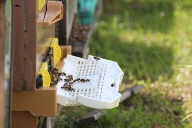 ki yldr Anzer balna zam yapmadklarn hatrlatan Civelek, ?Bu yl yzde 20 zam yaparak kilosunu 1200 TL?den sata sunuyoruz. Yarm kilogram bal 600 lira, 250 gram bal ise 300 lira. Bu yl Anzer bal corafi iaret alm durumda. Bundan sonra Anzer?de retilmeyen hibir rn Anzer bal olarak satlmayacak. Bunun takibini de l Tarm Mdrl ve Rize Valilii yapacak.