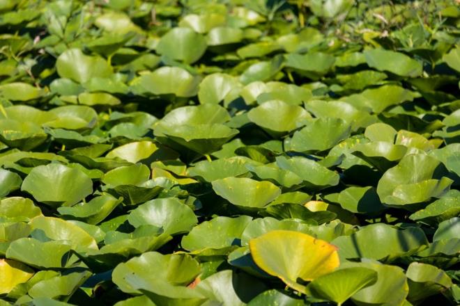 Ancak, yenilebilir mRNA as olduka uzun mesafelere tanabilir ve elverili koullar bulunduunda insanlar tarafndan bahelerde yetitirilebilir. Bylelikle Covid-19 alarnn maliyeti olduka debilir.