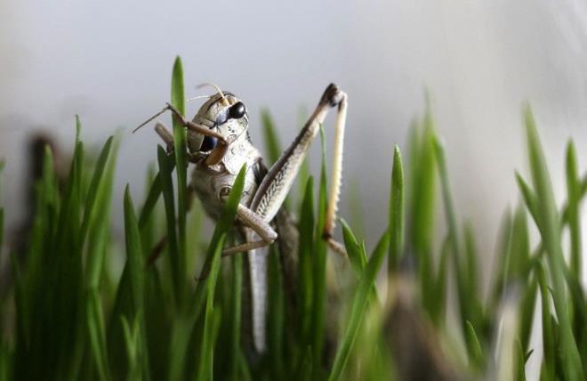 BCEK YEMEKLE SERA GAZLARI YZDE 99'A KADAR AZALTILABLR    Et retimiyle karlatrldnda ekirge retimi sera gaz emisyonunu yzde 99?a kadar azaltt gibi su tketimini de bin kat, ekilebilir arazi kullanmn da bin 500 kat azaltyor.    Ayrca Maastricht niversitesi?nin aratrmasnda, bceklerden elde edilen proteinin st proteini kadar yararl olduu akland. Her ikisinin de sindirim, kas retimi ve emilimi performanslarnn neredeyse ayn olduu sylendi.