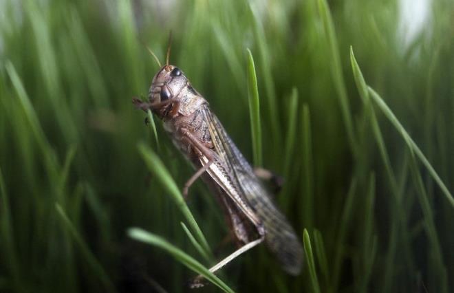 Bcekler Afrika, Asya, Orta Amerika ve Orta Dou?da uzun zamandr baz topluluklar tarafndan tketilse de Avrupa ve Kuzey Amerika?da pek ok insan tarafndan bcek yemek kabul grmyor.