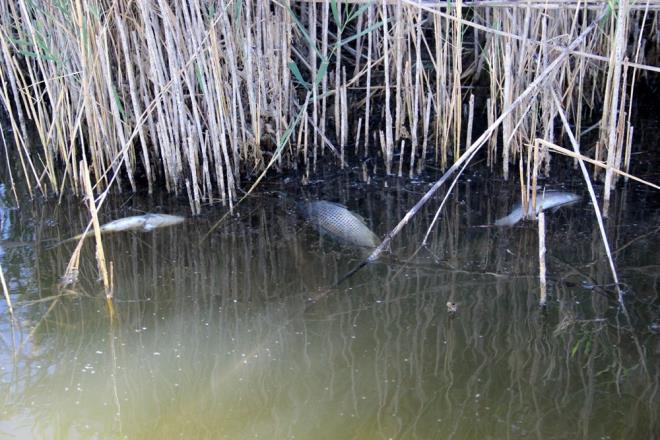 akrer, "Bunun nedenlerinden biri de kuraklk. Buradaki ta ocaklarn patlatmalar, Tecer rmann kurumas. Bunlar etken oluyor. Bunlar ortadan kaldrdmzda buradaki yeni hayata dnm salayabiliriz" diye konutu.