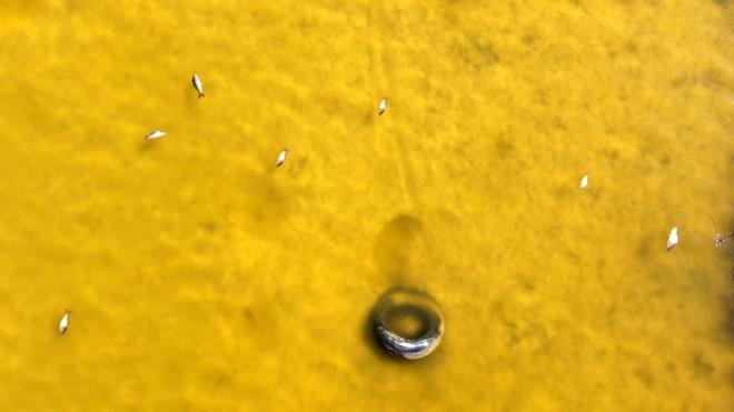 Sivas?n Ula ilesinde bulunan Ula Glnde su seviyesi dnce birok balk lerek kyya vurdu.    Gln rengi turkuazdan sarya dnd.    Ula Gl, birok gmen kua ev sahiplii yapyordu. Gl bu gnlerde kuraklk alarm veriyor.