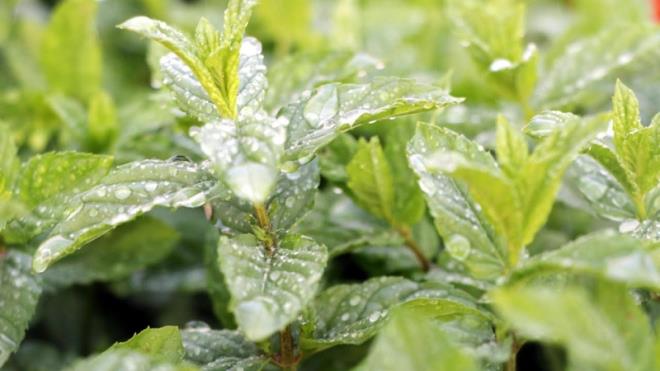 Solunum yollarna ek olarak, nanenin anti-enflamatuar zellikleri de kronik ksrn neden olduu tahrii hafifletir.