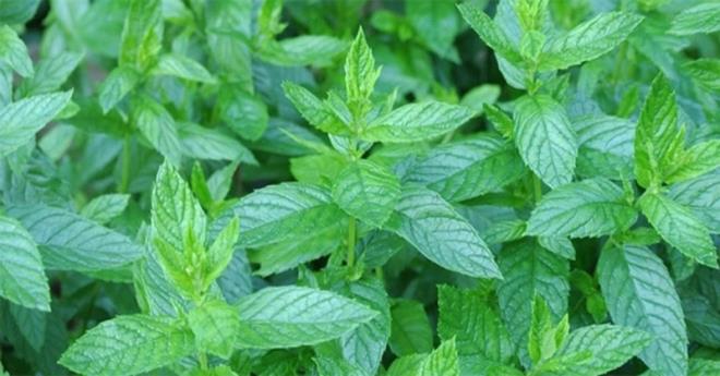 Nane Hangi Vitaminleri erir?  <br>    A vitamini bakmndan zengin olan nane, potasyum, magnezyum, folat ve omega 3 ya da iermektedir. eriinde bulunan vitamin ve mineraller sayesinde son derece faydaldr.