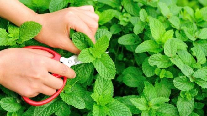 Nane ya, sindirim sistemi kaslar zerindeki rahatlatc etkileri ile rritabl barsak sendromu (IBS) semptomlarn hafifletmeye yardmc olduu dnlen mentol ad verilen bir bileik ierir.