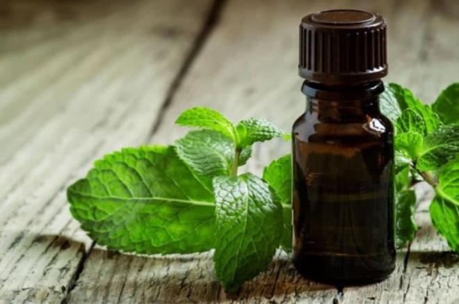 Yaplan almalar prostat ve karacier kanserini nlemeye yardmc olabileceini gstermitir. Salksz hcre oalmasn snrlandrarak, nane hem kanserin yaylmasn yavalatmakta hem de ilk etapta balamasn nlemektedir sonucuna varlmtr.