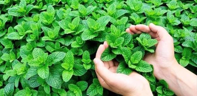 Doal bir uyarcdr zihinsel sal destekler, yorgunluk, anksiyete ve depresyonu rahatlatr.