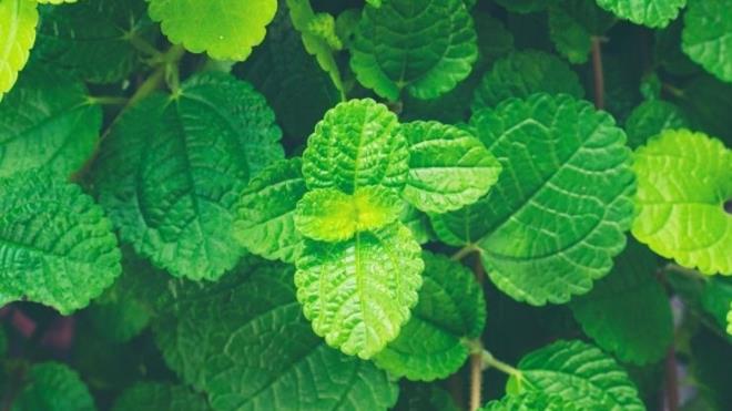 Nanenin faydalar salk iin doal yollar tercih edenler tarafndan sk sk merak edilir. Hemen hemen her evde bulunan nane, yemeklere ve salatalara ferahlatc bir tat verir. Nanenin faydalar arasnda balca; mide arsna iyi gelmesi, kilo vermeye yardmc olmas, bulanty nlemesi ve ba arsn hafifletmesi yer alr. Nane ayrca astm, hafza kayb ve cilt problemlerinin tedavisinde de kullanlr. Peki Nane baka neye iyi gelir? te Nanenin faydalar