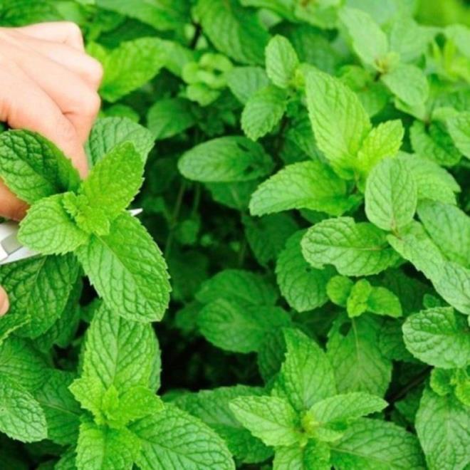 Nane ay gnde ka bardak iilmeli diye merak edenlere ise, ortalama 2-3 bardak iilmesi nerilir. Daha fazlas zararl etkilere neden olabilir.