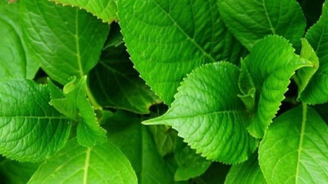 Nane iindeki aktif ya olan mentol, hazmszl gidermeye yardmc olan ve ayrca mideyi rahatlatmaya yardmc olan antiseptik ve antibakteriyel zelliklere sahiptir.    Nane oksidatif stresin neden olduu hcresel hasar azaltabilecek antioksidan benzeri zelliklere sahip fito-besinler ierir.