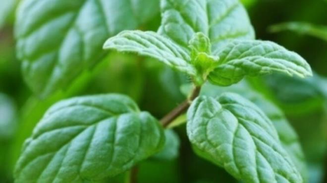 NANENN FAYDALARI NELERDR?      Antiseptik, antiviral (virs kart) ve antibakteriyel (bakteri kart) zelliklere sahiptir.