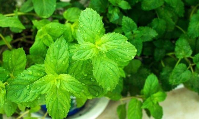 Azda zararl bakteri remesini nleyerek, dil ve dileri temizleyerek, az saln iyiletirir.