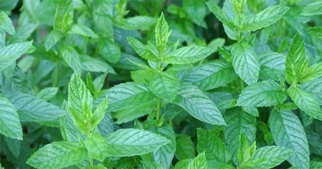 erdii rosmarinik asit sayesinde alerji ve saman nezlesine neden olan histaminlerin salnmn engeller.