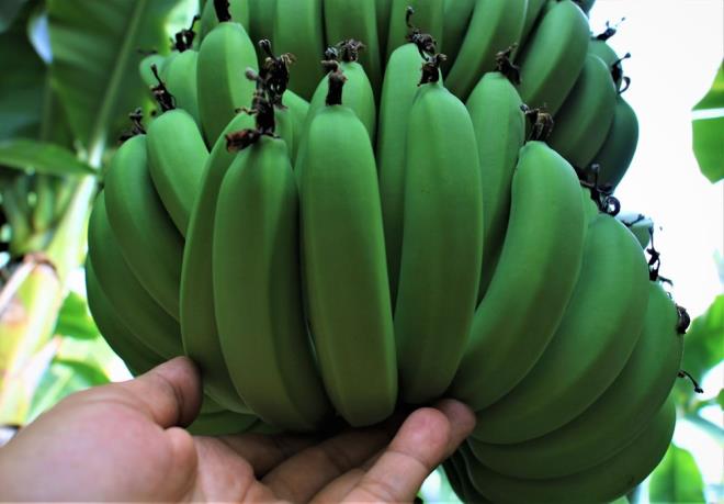 reticiler, tezgahtaki yksek fiyatn tketimi olumsuz etkilediini bu sebeple de zamanla piyasann dengesinin bozduunu kaydetti.