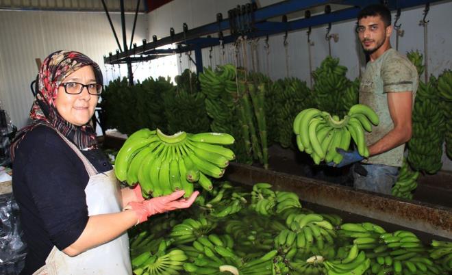 Kendilerinden birinci kalite muzun 6 liradan, ikinci kalite muzun 3 liradan alndn belirten reticiler muzun kilogramnn tezgaha 12 ile 15 liradan ulamas nedeniyle vatandan ucuza alamadn dile getirdi.