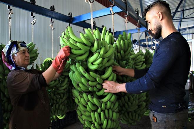 Hasadn youn olmas nedeniyle 15 gn ncesine kadar 8 TL?den sat yapan reticilerin rnleri 6 TL?den alc buluyor.    Birinci kalite muzu 6 TL?ye satan reticiler ikinci kalite muzu ise 3 TL?den araclara veriyor.    Paketlenip sarartlan muzlar ise daha sonra piyasaya srlyor.