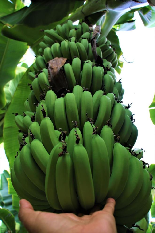 Trkiye?de muzlarn yzde 50?den fazlasnn yetitii Mersin'deki reticiler tezgahtaki yksek fiyatlara tepkili.