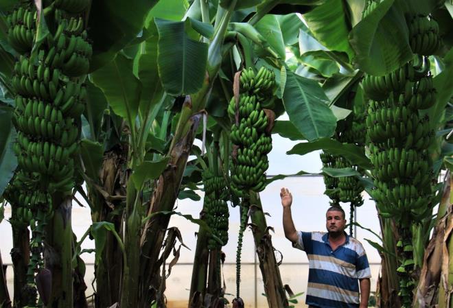 lke genelinde bir ok rnde olduu gibi muz da kabzmallarn devrede olmas nedeniyle vatandaa pahal ulayor.