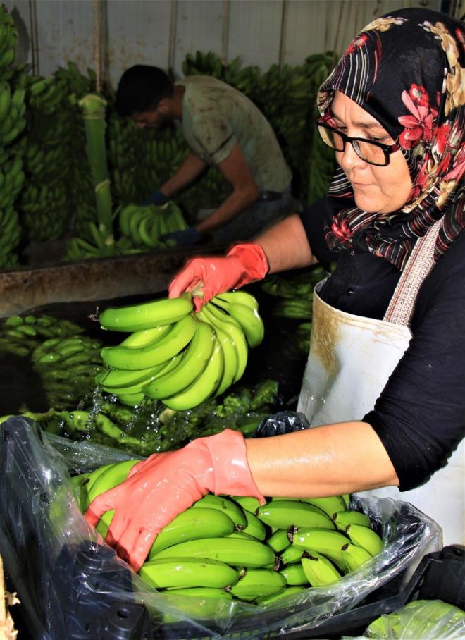 retimin yapld Mersin?de bile marketlerde muz kalite ayrm yaplmakszn 12 ile 15 TL arasnda satlyor.