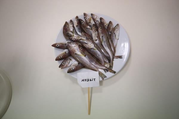 Mezgidin proteince n plana ktn, ancak yasz bir balk olduundan omega 3 kayna olmadn aktaran ahin, "Genelde doktorlar omega 3 ve zellikle D vitamini iin hastalarna balk tketmelerini tavsiye ediyor. Ancak her baln bunu karlamadn, yal balk tketimiyle bunlarn karlanabileceini, halk arasnda mezgidin yal bir balk olarak bilindiini, yaplan aratrmada ise bunun byle olmadn grdk." diye konutu.