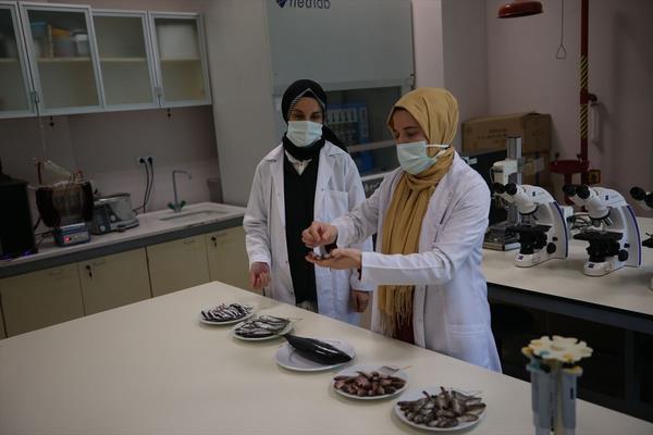 Ordu niversitesi Gda Mhendislii Blmnce blgede en ok avlanan hamsi, istavrit, mezgit, palamut ile barbun zerinde kimyasal bileenin ve biyoaktif (fonksiyonel) zelliinin belirlenmesine ynelik alma balatld.