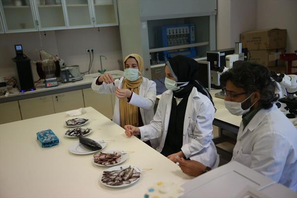 Aratrmaya gre, hamsinin omega 3'lerden zellikle EPA ya asitince zengin, antioksidan zelliinin yksek olduu ve antimikrobiyal zelliinin bulunduu ortaya kondu. Hamside, esansiyel amino asitlerden lisin, lsin ile zellikle ocuklar iin esansiyel olan arjinin ve histidinin yksek olduu belirlendi.