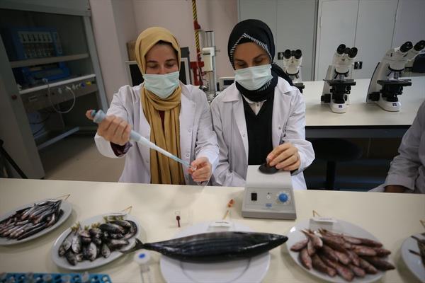 Ordu niversitesi Gda Mhendislii Blm Dr. retim yesi Smeyye ahin, Aratrma Grevlisi Dr. mer Faruk elik ile Aratrma Grevlisi Melike Demirkol'un yapt aratrmada dip balk trlerinden mezgidin ok az yal, palamudun ise protein deerlerinin yksek olduu belirlendi.