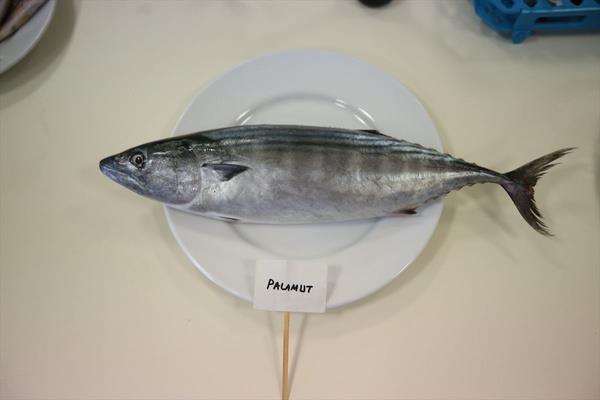 Balklardaki biyoaktif bileiklerin baklk iin nemine deinen ahin, bu bileiklerin beyin iin de faydal, iltihap nleyici ve eitli kanser trlerine kar koruyucu zellikleri olduunu vurgulad. "Omega 3" denildiinde akla ilk balk geldiini, bunun da balk yann iinde bulunduunu aktaran ahin, "Yaptmz aratrmada hamsinin olduka yal olduu ve omega 3?lerden EPA deerinin olduka yksek olduunu bulduk." dedi.