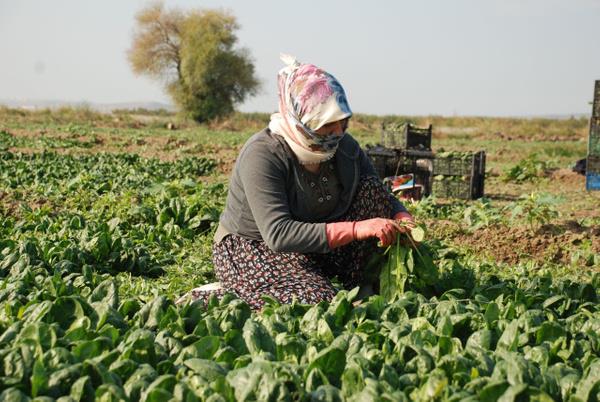 ?Ispanak yiyoruz, zehirlenmedik?<br>    Ispanak retiminde alan ii Suna Yldrm, ?Kendimi bildim bileli spanak iinde alyoruz. Zehirlenme olay ile hi karlamadk. iler de madur oldu. Bu olay ktktan sonra iilerin ou ekmeinden oldu. Bizim hazrladmz demetlerde yabanc ot yok? derken, Elmas Erben isimli ii de, ?Biz yabanc otlara dikkat ediyoruz. Haberleri grnce oke olduk. ilerin ou evde. Ben akam spanak yedim, zehirlenmedim. Bu blgede zaten bahsedilen otlardan yok? ifadelerini kulland.